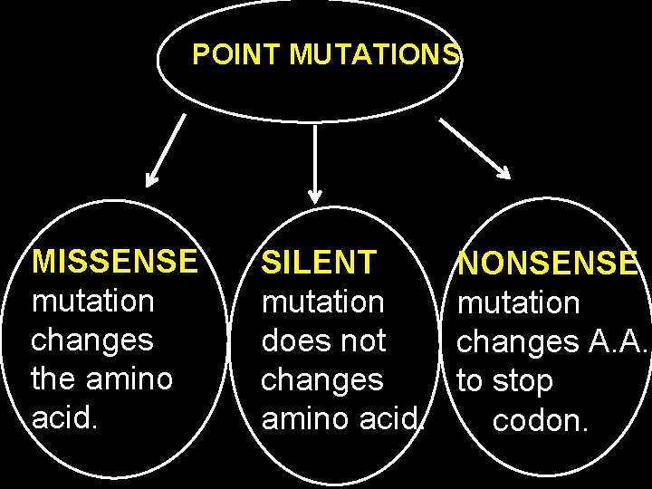 POINT MUTATIONS MISSENSE mutation changes the amino acid. SILENT mutation does not changes amino