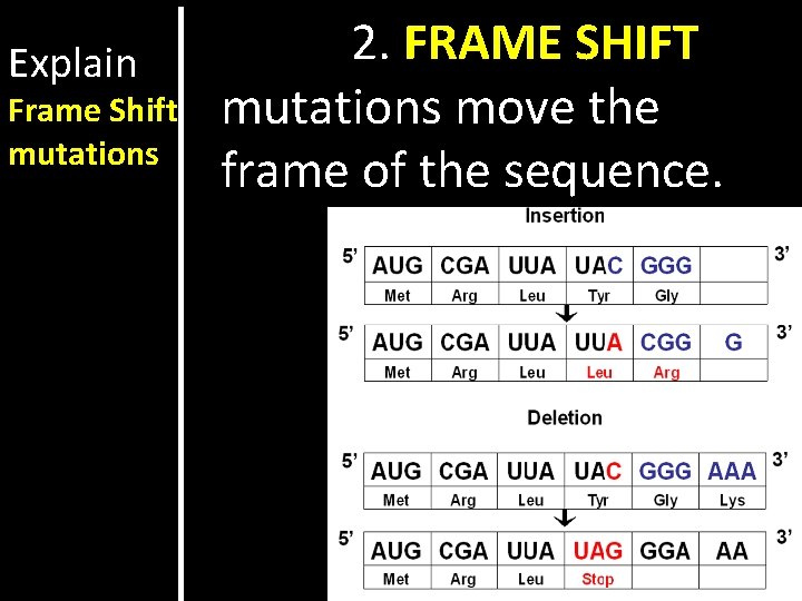 Explain Frame Shift mutations 2. FRAME SHIFT mutations move the frame of the sequence.