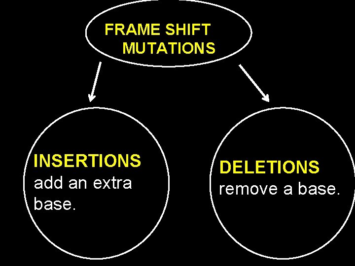 FRAME SHIFT MUTATIONS INSERTIONS add an extra base. DELETIONS remove a base. 