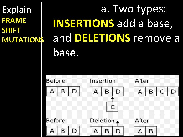 Explain FRAME SHIFT MUTATIONS a. Two types: INSERTIONS add a base, and DELETIONS remove