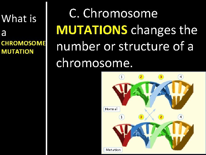 What is a CHROMOSOME MUTATION C. Chromosome MUTATIONS changes the number or structure of