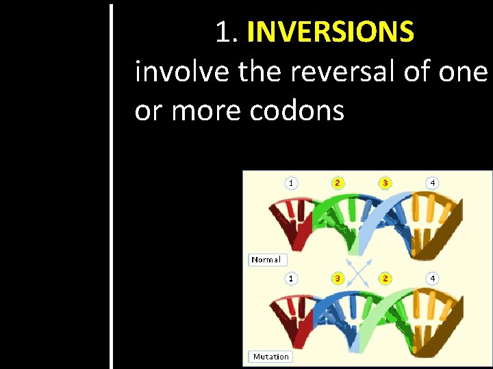 1. INVERSIONS involve the reversal of one or more codons 