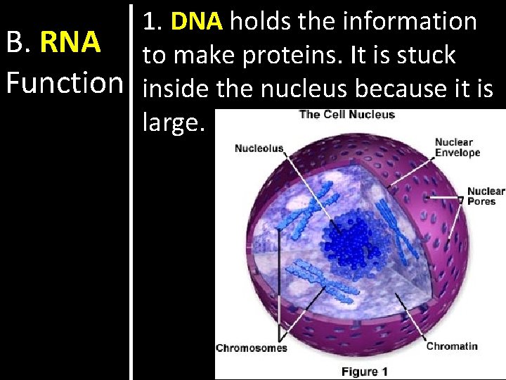 B. RNA Function 1. DNA holds the information to make proteins. It is stuck