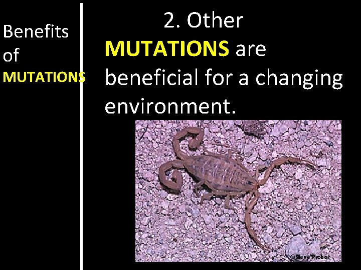 Benefits of MUTATIONS 2. Other MUTATIONS are beneficial for a changing environment. 