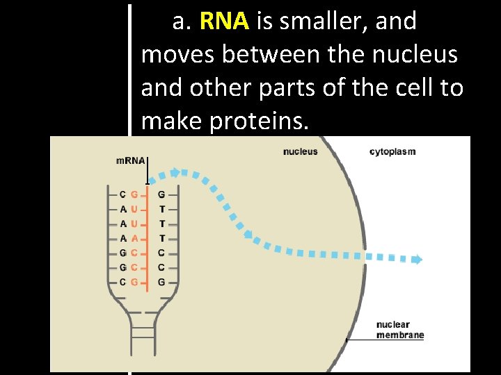 a. RNA is smaller, and moves between the nucleus and other parts of the
