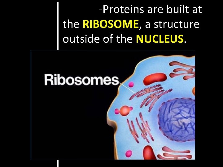 -Proteins are built at the RIBOSOME, a structure outside of the NUCLEUS. 