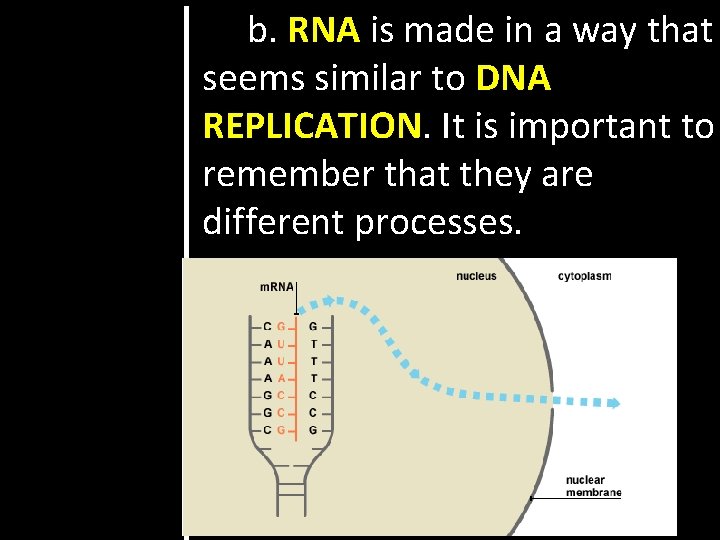 b. RNA is made in a way that seems similar to DNA REPLICATION. It