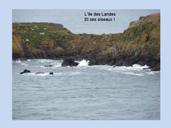 L’île des Landes Et ses oiseaux ! 