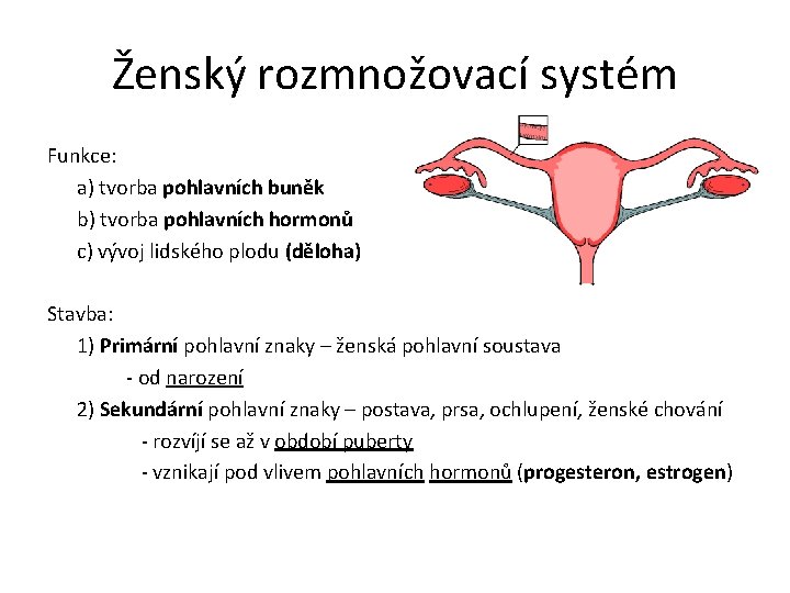 Ženský rozmnožovací systém Funkce: a) tvorba pohlavních buněk b) tvorba pohlavních hormonů c) vývoj