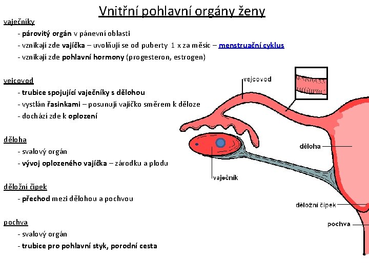 Vnitřní pohlavní orgány ženy vaječníky - párovitý orgán v pánevní oblasti - vznikají zde