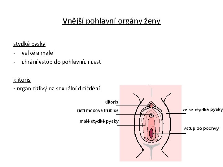 Vnější pohlavní orgány ženy stydké pysky - velké a malé - chrání vstup do
