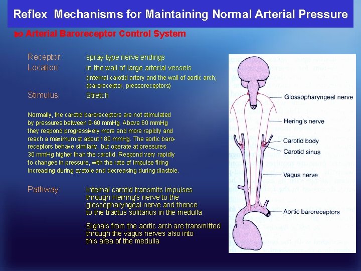 Reflex Mechanisms for Maintaining Normal Arterial Pressure Arterial Baroreceptor Control System Receptor: Location: spray-type