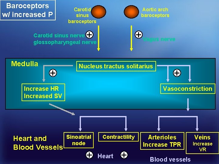 Baroceptors w/ increased P Carotid sinus baroceptors Aortic arch baroceptors + + Vagus nerve