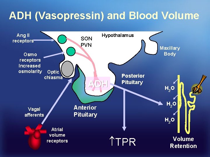 ADH (Vasopressin) and Blood Volume Ang II receptors Osmo receptors Increased osmolarity SON PVN