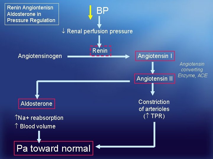 Renin Angiontenisn Aldosterone in Pressure Regulation BP Renal perfusion pressure Angiotensinogen Renin Angiotensin II