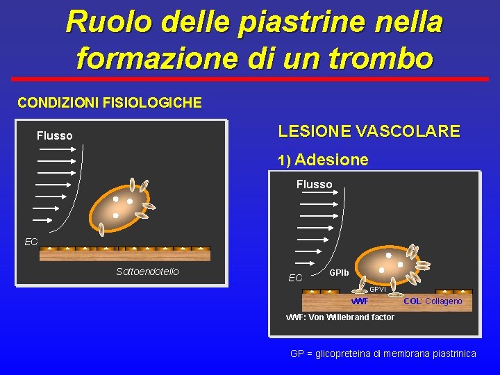 Ruolo delle piastrine nella formazione di un trombo CONDIZIONI FISIOLOGICHE LESIONE VASCOLARE Flusso 1)