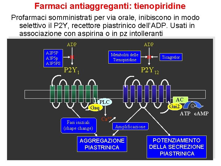 Farmaci antiaggreganti: tienopiridine Profarmaci somministrati per via orale, inibiscono in modo selettivo il P