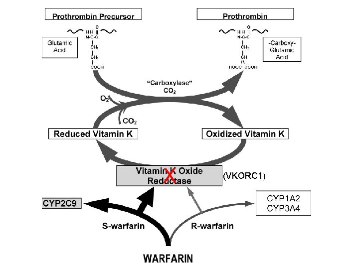 X (VKORC 1) 