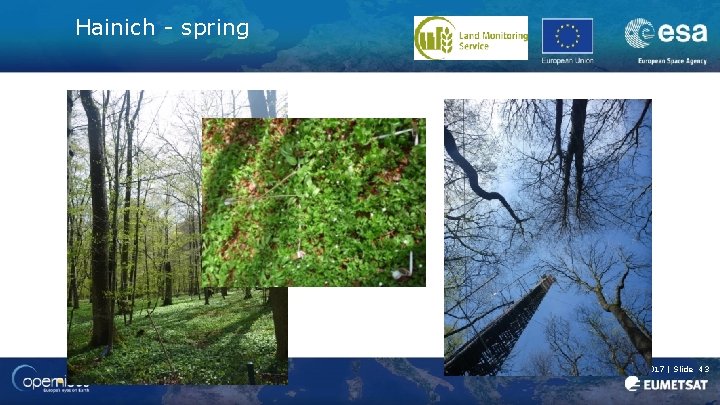 Hainich - spring Lerebourg et al. | ESRIN | 10/10/2017 | Slide 43 