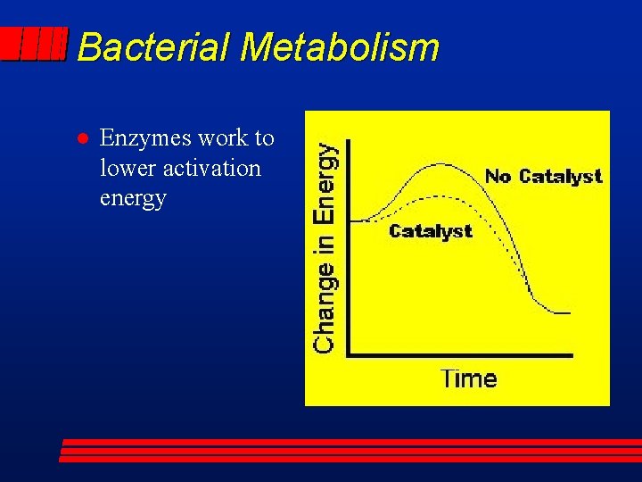 Bacterial Metabolism l Enzymes work to lower activation energy 
