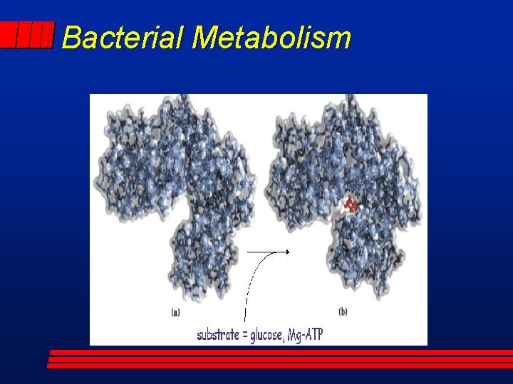 Bacterial Metabolism 