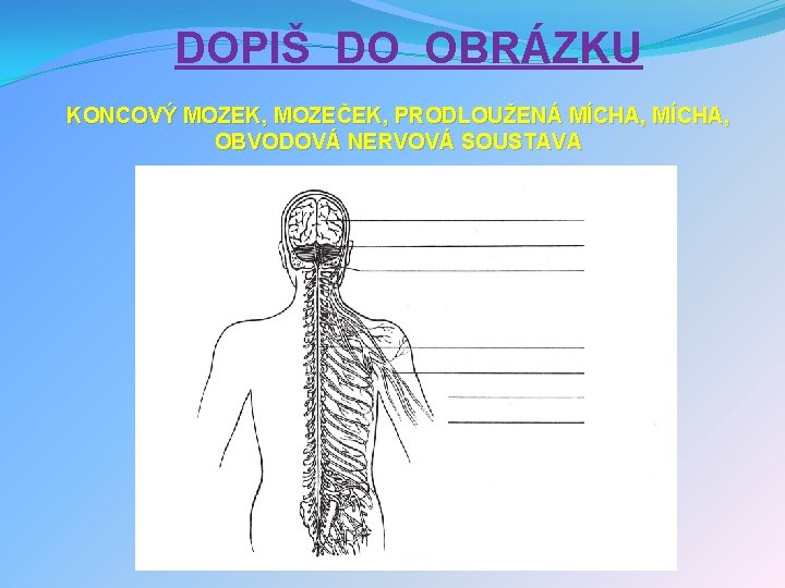 DOPIŠ DO OBRÁZKU KONCOVÝ MOZEK, MOZEČEK, PRODLOUŽENÁ MÍCHA, OBVODOVÁ NERVOVÁ SOUSTAVA 