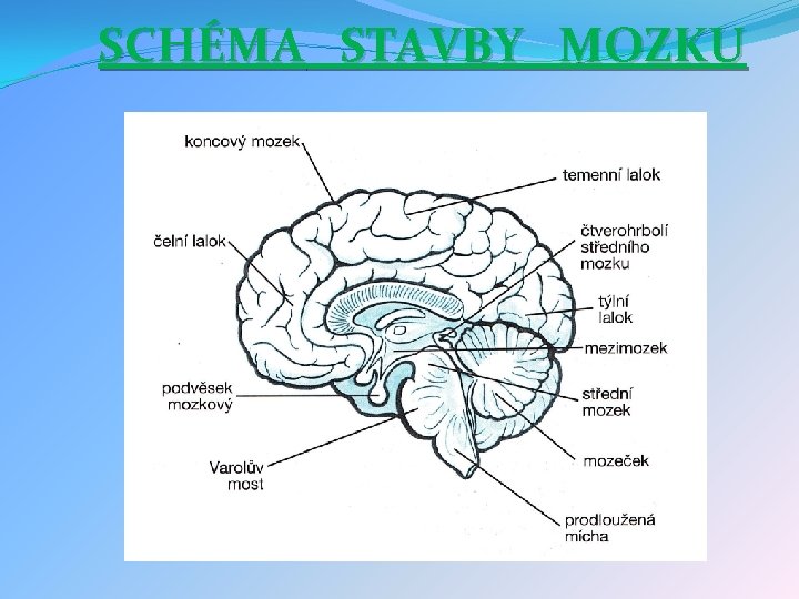 SCHÉMA STAVBY MOZKU 