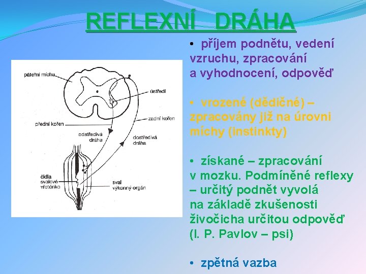 REFLEXNÍ DRÁHA • příjem podnětu, vedení vzruchu, zpracování a vyhodnocení, odpověď • vrozené (dědičné)