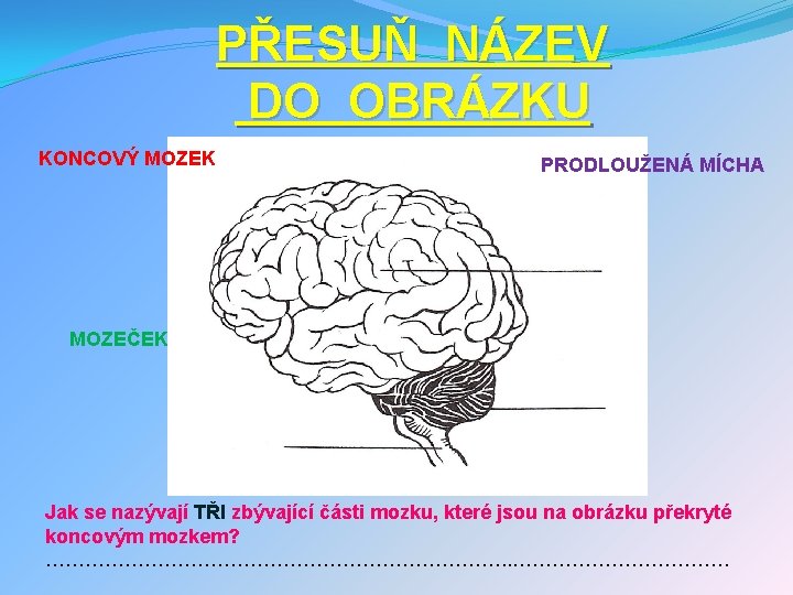 PŘESUŇ NÁZEV DO OBRÁZKU KONCOVÝ MOZEK PRODLOUŽENÁ MÍCHA MOZEČEK Jak se nazývají TŘI zbývající