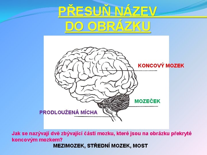 PŘESUŇ NÁZEV DO OBRÁZKU KONCOVÝ MOZEK MOZEČEK PRODLOUŽENÁ MÍCHA Jak se nazývají dvě zbývající