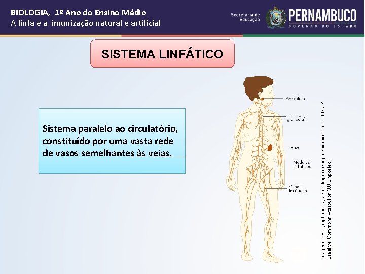 BIOLOGIA, 1º Ano do Ensino Médio A linfa e a imunização natural e artificial