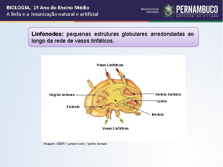 BIOLOGIA, 1º Ano do Ensino Médio A linfa e a imunização natural e artificial