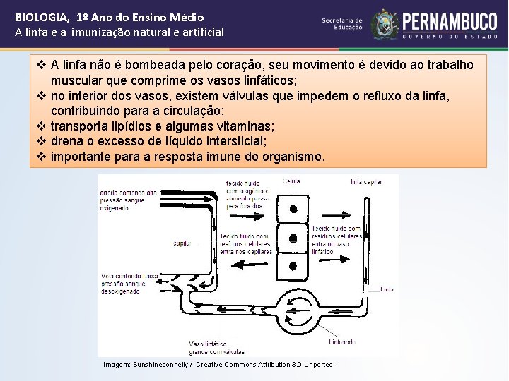 BIOLOGIA, 1º Ano do Ensino Médio A linfa e a imunização natural e artificial