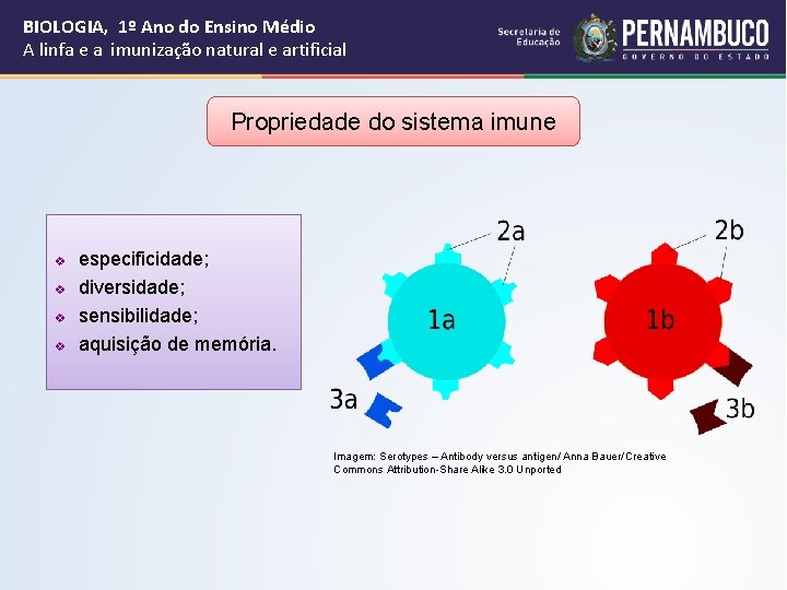 BIOLOGIA, 1º Ano do Ensino Médio A linfa e a imunização natural e artificial