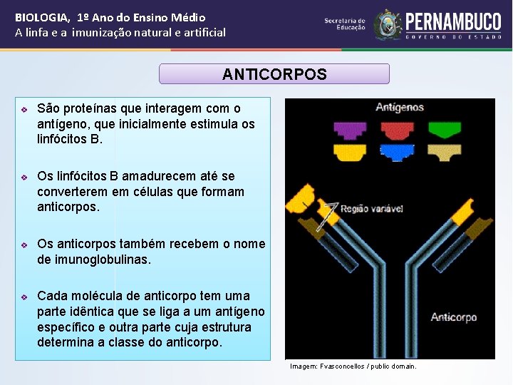 BIOLOGIA, 1º Ano do Ensino Médio A linfa e a imunização natural e artificial