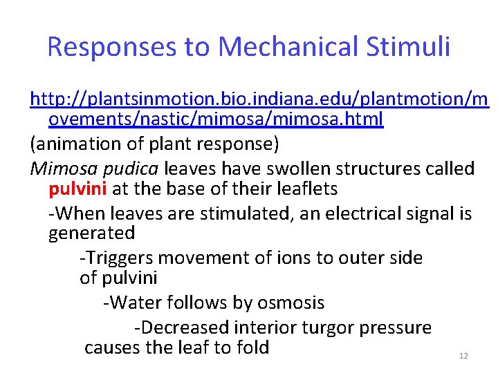 Responses to Mechanical Stimuli http: //plantsinmotion. bio. indiana. edu/plantmotion/m ovements/nastic/mimosa. html (animation of plant