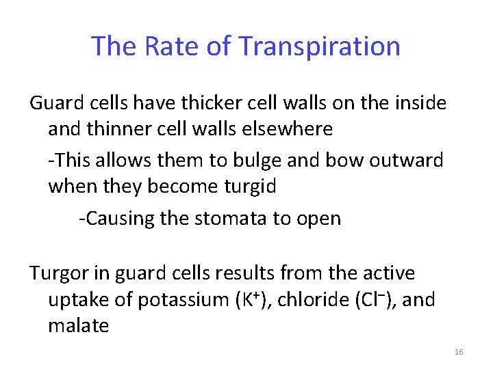 The Rate of Transpiration Guard cells have thicker cell walls on the inside and
