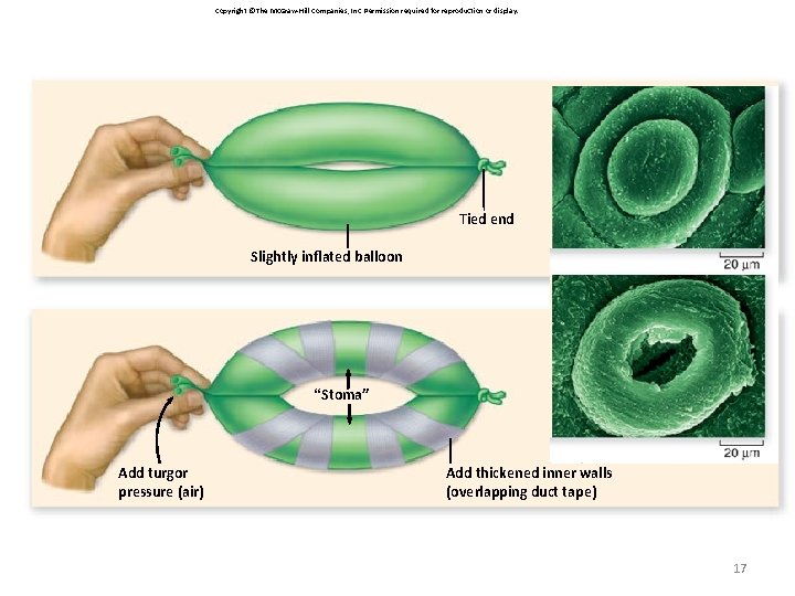 Copyright © The Mc. Graw-Hill Companies, Inc. Permission required for reproduction or display. Tied