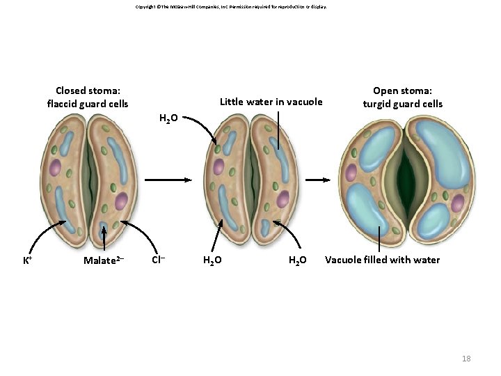 Copyright © The Mc. Graw-Hill Companies, Inc. Permission required for reproduction or display. Closed