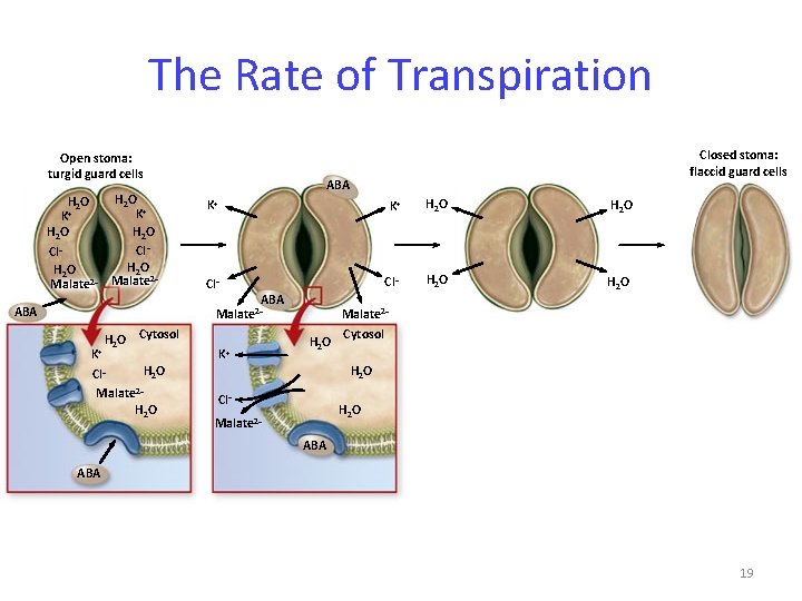 The Rate of Transpiration Open stoma: turgid guard cells H 2 O K+ H