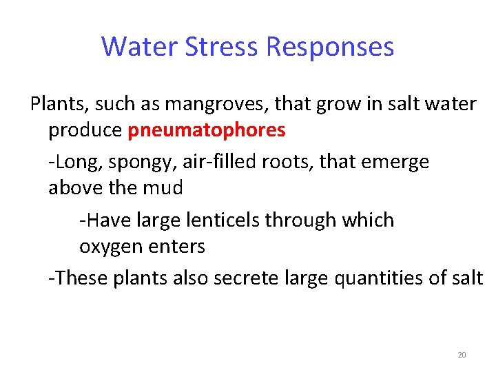 Water Stress Responses Plants, such as mangroves, that grow in salt water produce pneumatophores