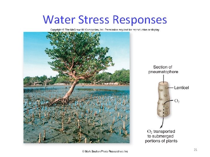 Water Stress Responses 21 