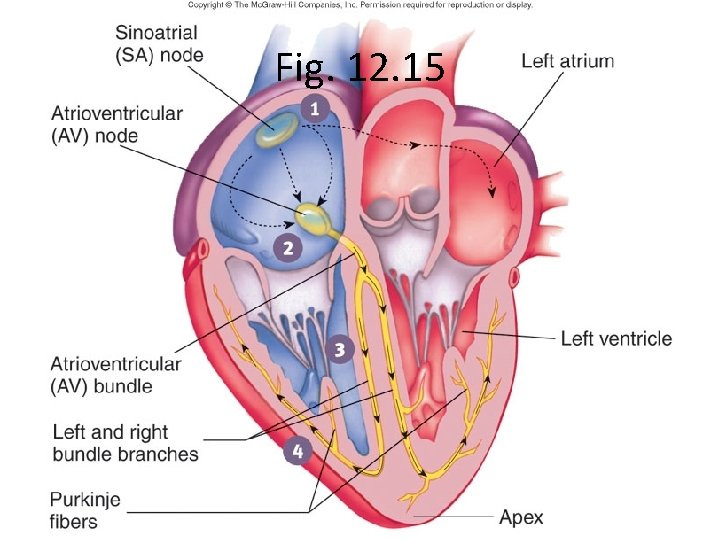 Fig. 12. 15 