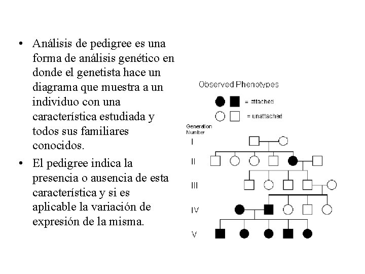  • Análisis de pedigree es una forma de análisis genético en donde el