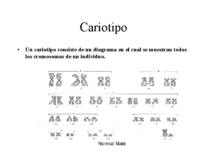 Cariotipo • Un cariotipo consiste de un diagrama en el cual se muestran todos