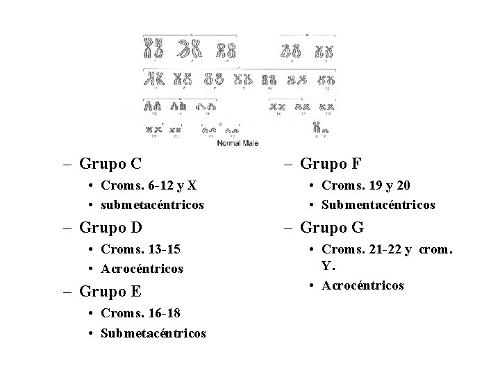 – Grupo C • Croms. 6 -12 y X • submetacéntricos – Grupo D