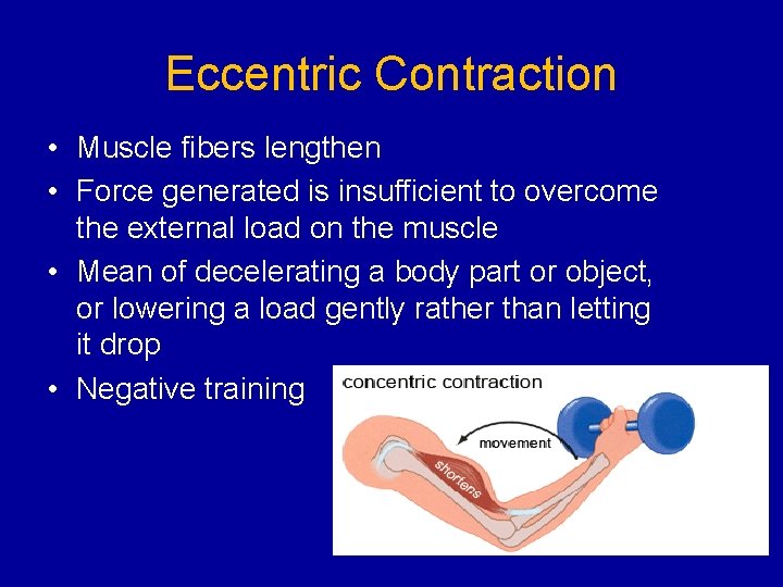 Eccentric Contraction • Muscle fibers lengthen • Force generated is insufficient to overcome the