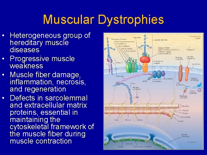 Muscular Dystrophies • Heterogeneous group of hereditary muscle diseases • Progressive muscle weakness •