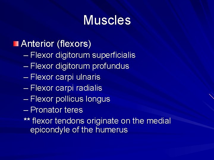 Muscles Anterior (flexors) – Flexor digitorum superficialis – Flexor digitorum profundus – Flexor carpi