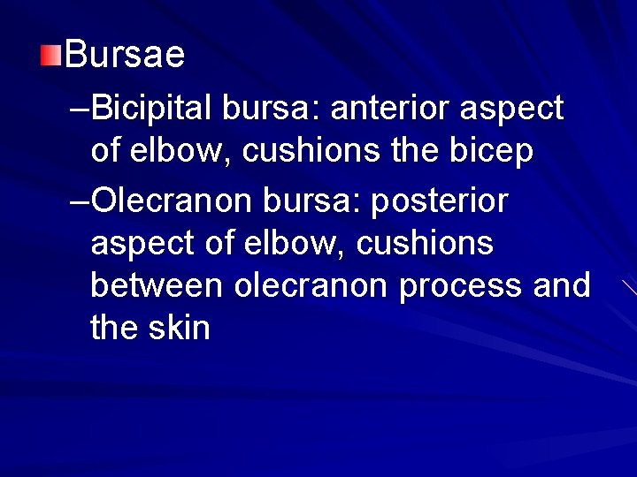 Bursae –Bicipital bursa: anterior aspect of elbow, cushions the bicep –Olecranon bursa: posterior aspect